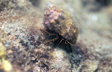 underwater world - hermit crab in an old shell