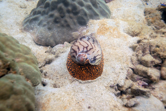 underwater world - cone snail