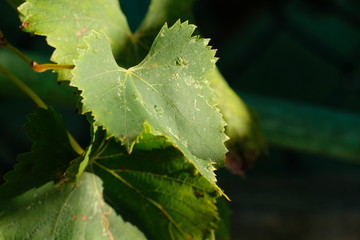 Primo piano di una foglia 