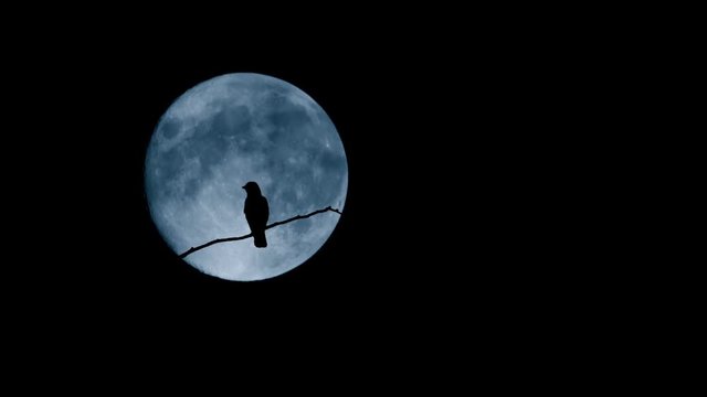 Bird Flying Off Branch In Front Of Large Moon
