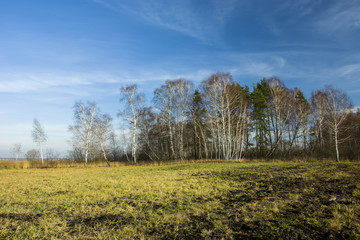 Fototapeta premium Wild meadow, forest and blue sky