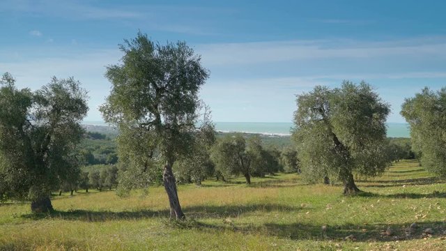 15143_The_big_oloive_trees_in_the_big_farm.mov