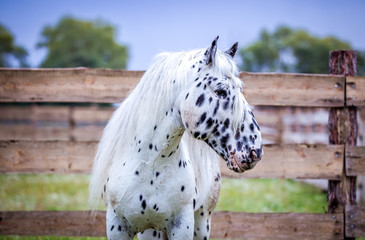 Stallion of the Norician breed is sporting at large