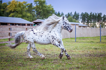Stallion of the Norician breed is sporting at large