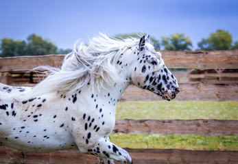 Stallion of the Norician breed is sporting at large