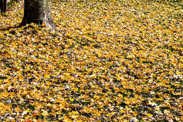 Fall Leaves