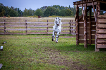 Obraz premium Stallion of the Norician breed is sporting at large