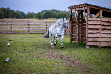 Stallion of the Norician breed is sporting at large