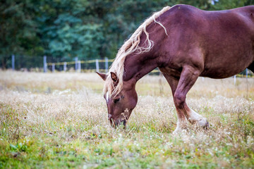 Naklejka na ściany i meble Horse Norician breed walks in the field