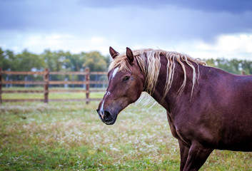 Horse Norician breed walks in the field