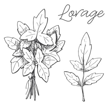 Hand drawn lovage isolated on white background. Vector illustration of a sketch style.