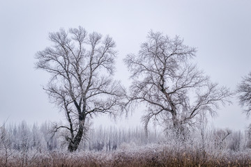 Panorama of the frozen lake and snow-covered trees