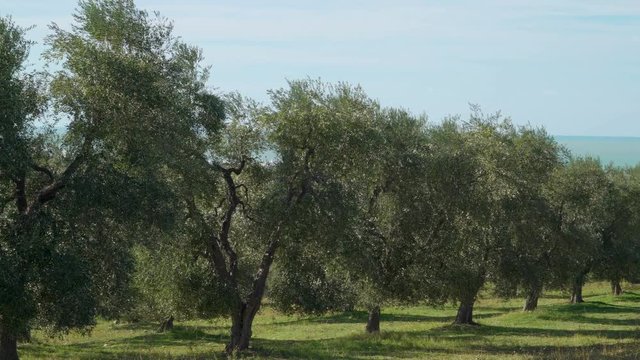 15133_Lots_of_olive_trees_in_the_groves_in_the_farm.mov