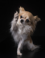 chihuahua in studio