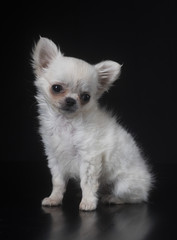 puppy chihuahua in studio