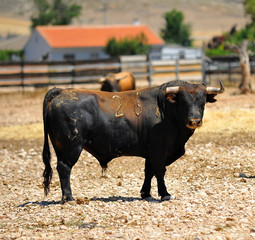 toro