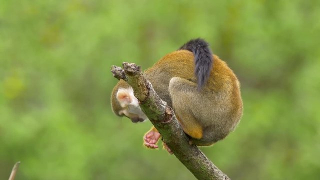 Common squirrel monkey (Saimiri sciureus)