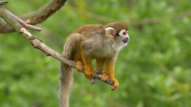 Common squirrel monkey (Saimiri sciureus)