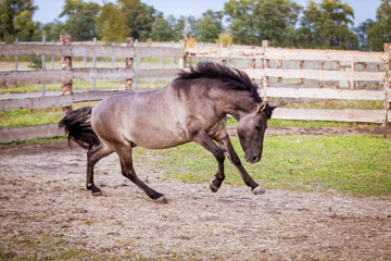 Dulmen pony sports against a stormy sky