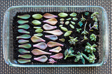 Propagation of succulents 
