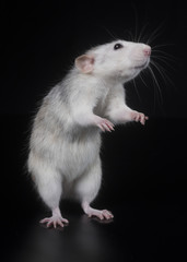 young rat in studio