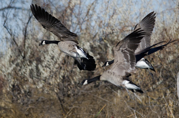 Canada Geese Landing in the Wetlands
