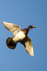 Lone Wood Duck Flying in a Blue Sky