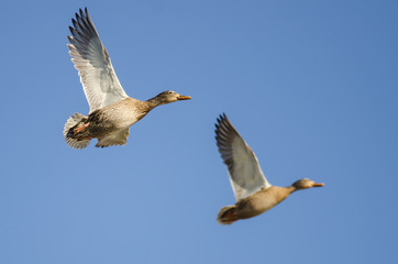 Two Mallard Ducks Flying in a Blue Sky