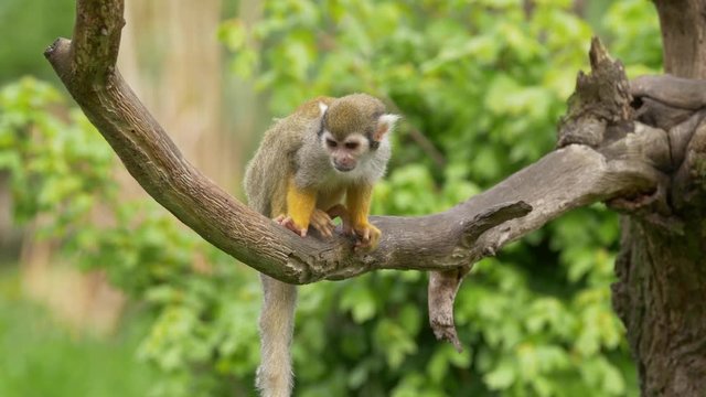 Common squirrel monkey 