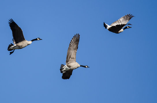 Canada Goose Flying Upside Down as The Flock Prepares to Land