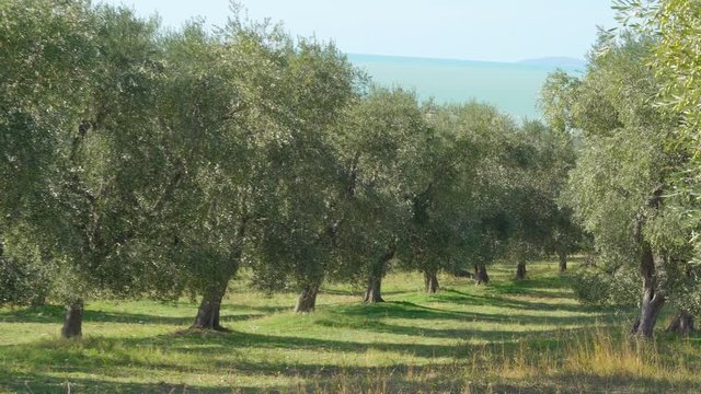 15134_The_olive_groves_on_the_farm_in_Italy.mov