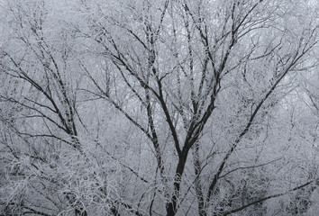 Obraz premium winter