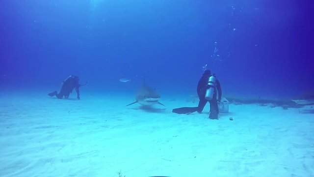 Big Bull Shark with divers underwater on sandy bottom of Tiger Beach Bahamas. Swimming with a predator Carcharhinus leucas in pure blue water of Atlantic Ocean.