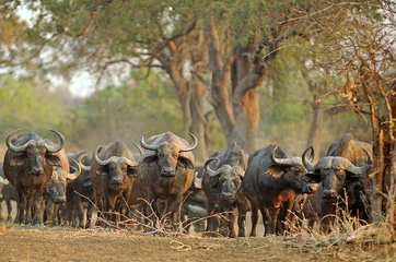 Foto auf Acrylglas Antireflex Sambia South Luangwa 2010 Buffalo Büffel Bull © Patricia