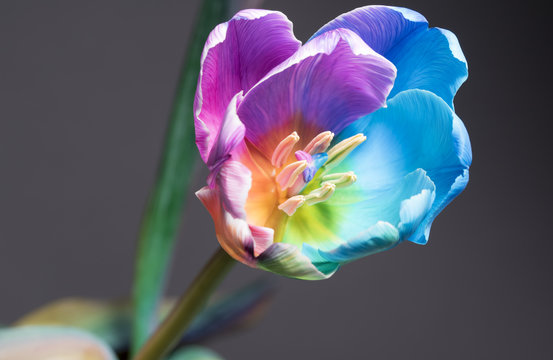 Fototapeta  Macro image of a beautiful multi colour tulip on a grey background 