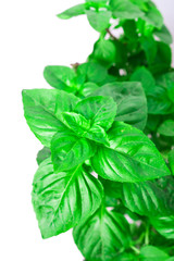 Fresh green Basil herb leaves isolated on white background. Basilicum plant concept. Copy space.