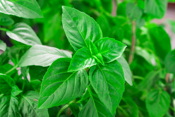 Fresh green Basil herb leaves isolated on white background. Basilicum plant concept. Copy space.