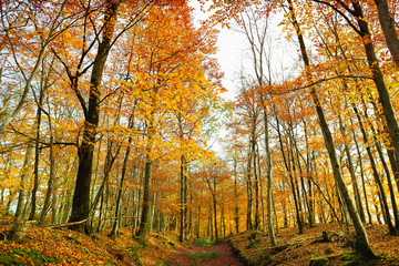 Fototapeta premium Autumn forest of Dartmoor National Park, a vast moorland in the county of Devon, in southwest England.