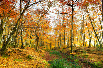 Fototapeta premium Autumn forest of Dartmoor National Park, a vast moorland in the county of Devon, in southwest England.