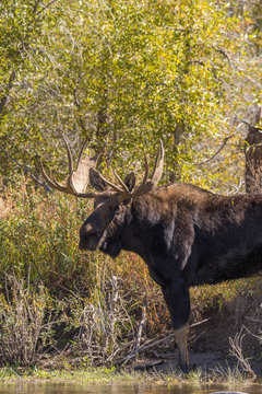 Bull Moose in Wyoming in Fall