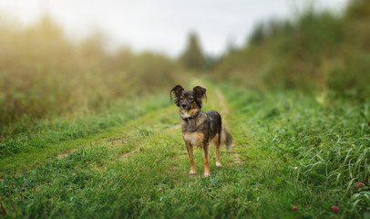 Little dog standing in park