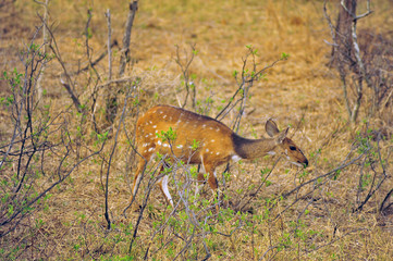 Namibia Etosha 2017 Buschbock Buschbuk Antilope