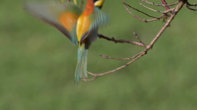 European bee-eater (Merops apiaster)