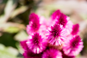 Obraz premium Celosia Caracas – The Cockscomb Flower