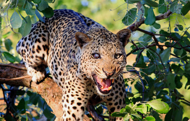 One Eyed Leopard (Panthera Pardus) up a tree with attitude looking directly at camera snarling with mouth open. South Luangwa