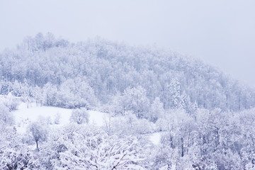 Landscape forest at winter season