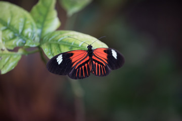 Orange and Black Butterfly on a leaf