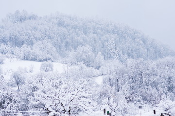 Landscape forest at winter season