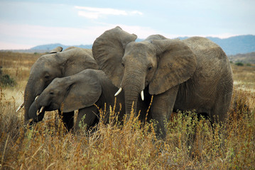 Tansania Ruaha 2007 Elefant Elephant