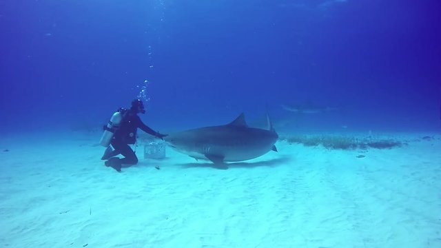 Big Bull Shark with divers underwater on sandy bottom of Tiger Beach Bahamas. Swimming with a predator Carcharhinus leucas in pure blue water of Atlantic Ocean.
